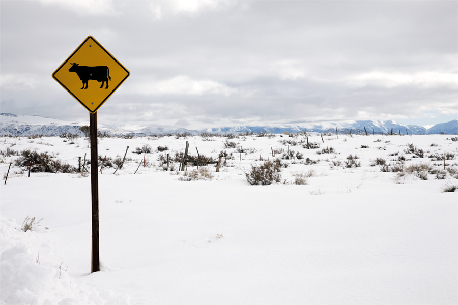 Cows crossing