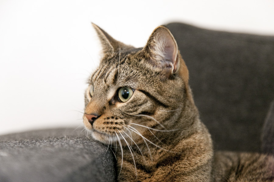 In profile - Stribe Han