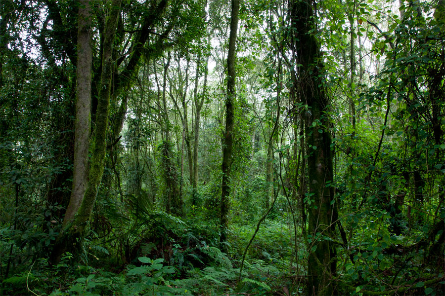 Rain forest - Climbing Kilimanjaro