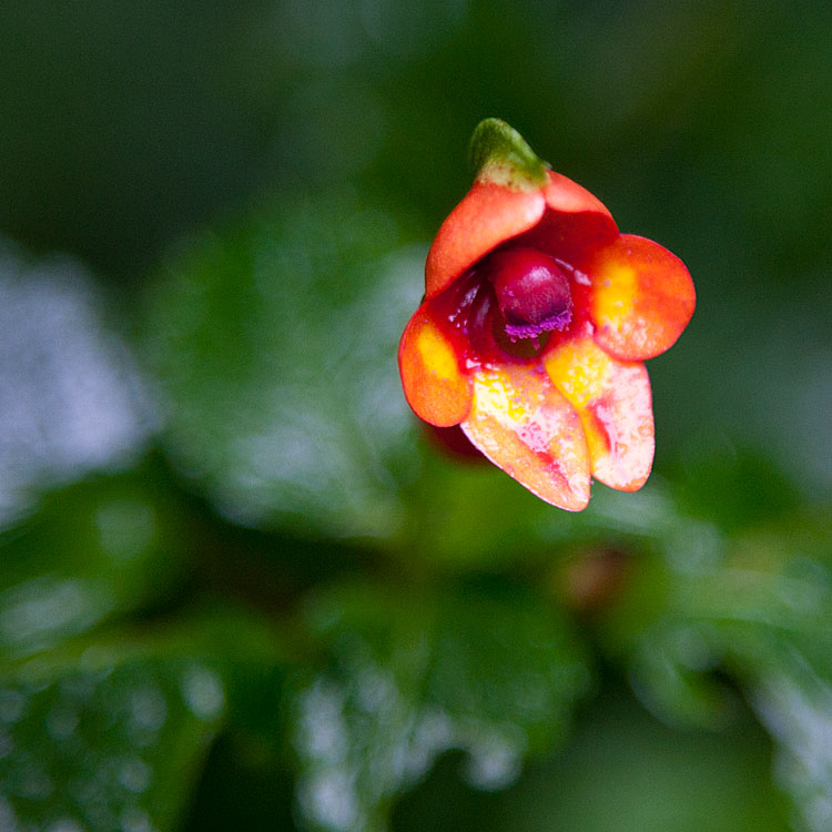 Impatiens Kilimanjari - Climbing Kilimanjaro