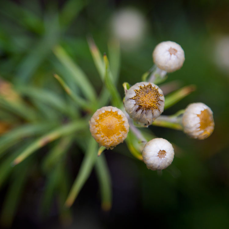 Yellow spots - Climbing Kilimanjaro