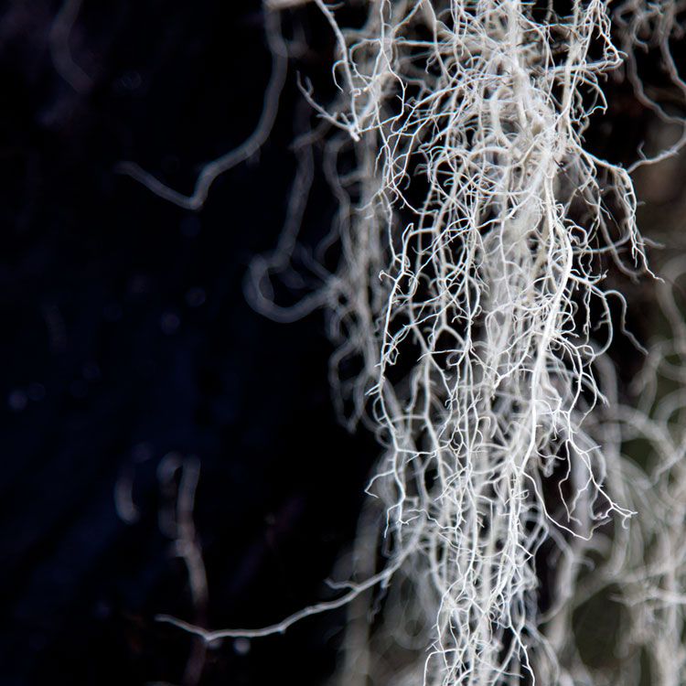 Veins - Climbing Kilimanjaro
