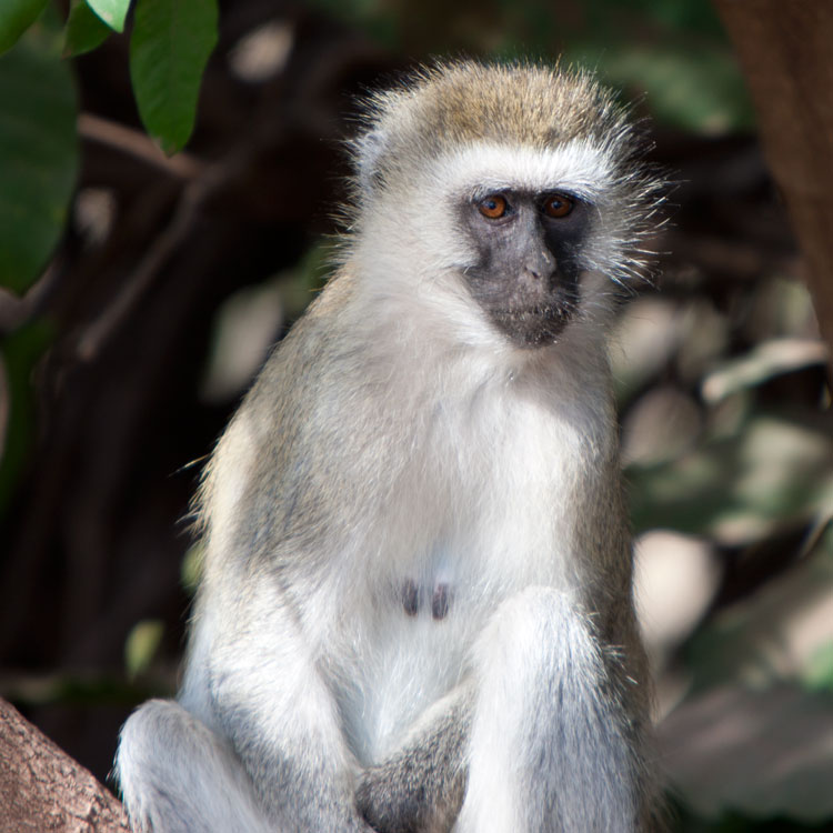 Vervet monkey