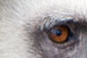 Vervet monkey