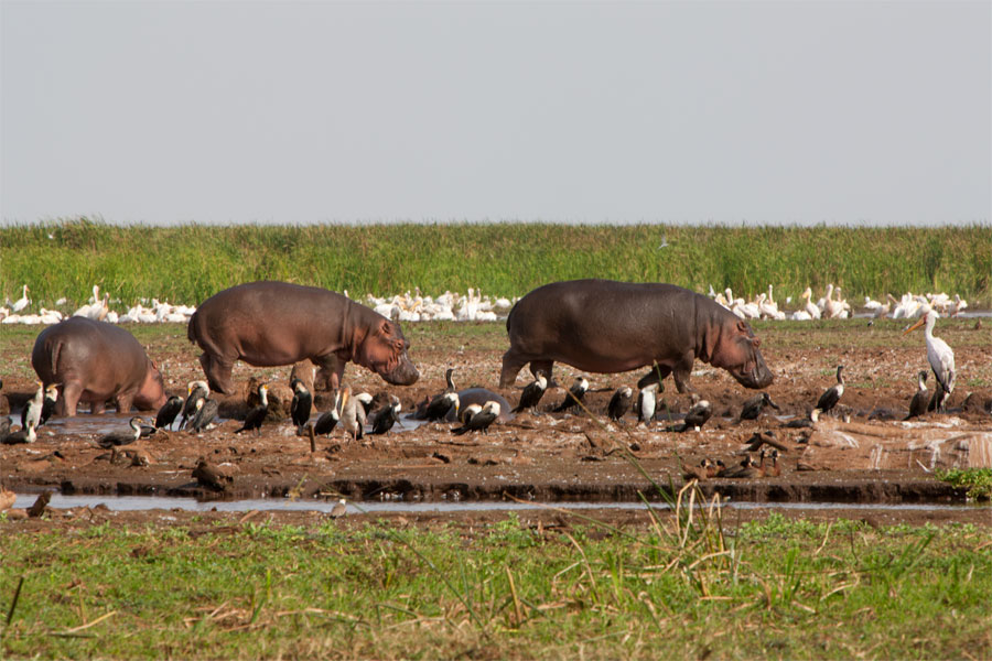 Cortege of hippos