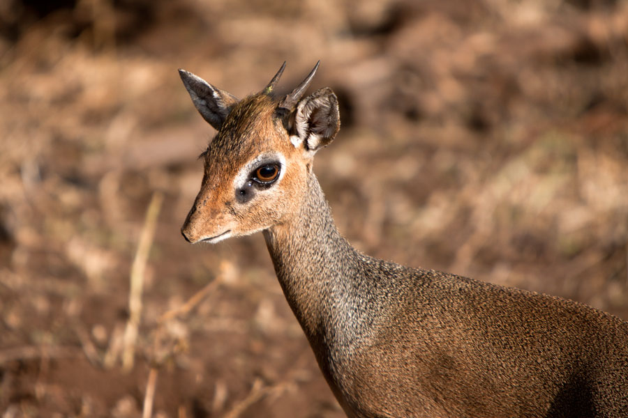 Dik-dik