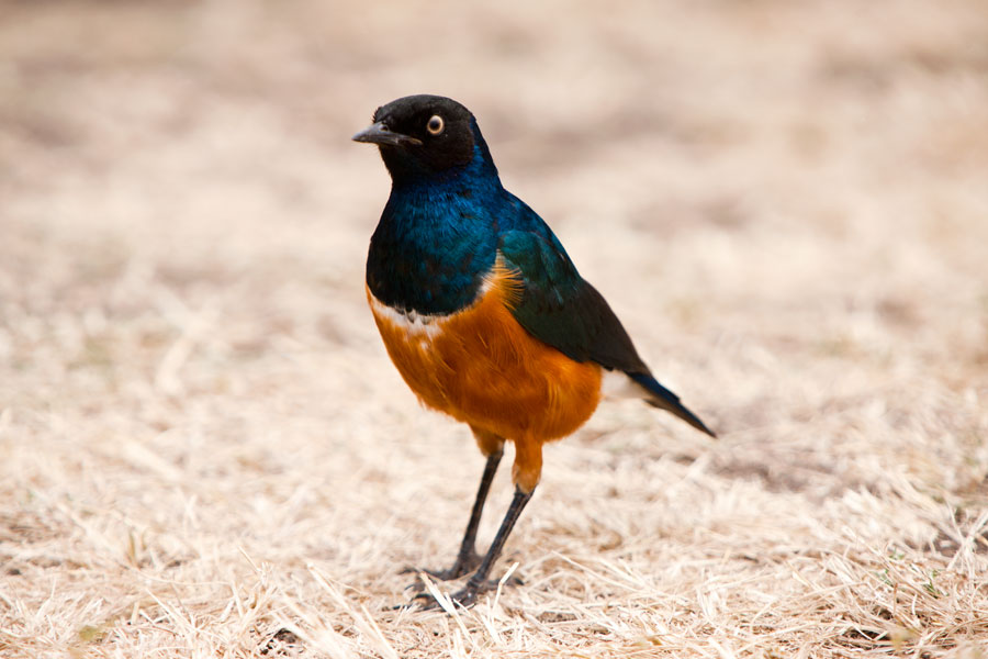 Superb starling