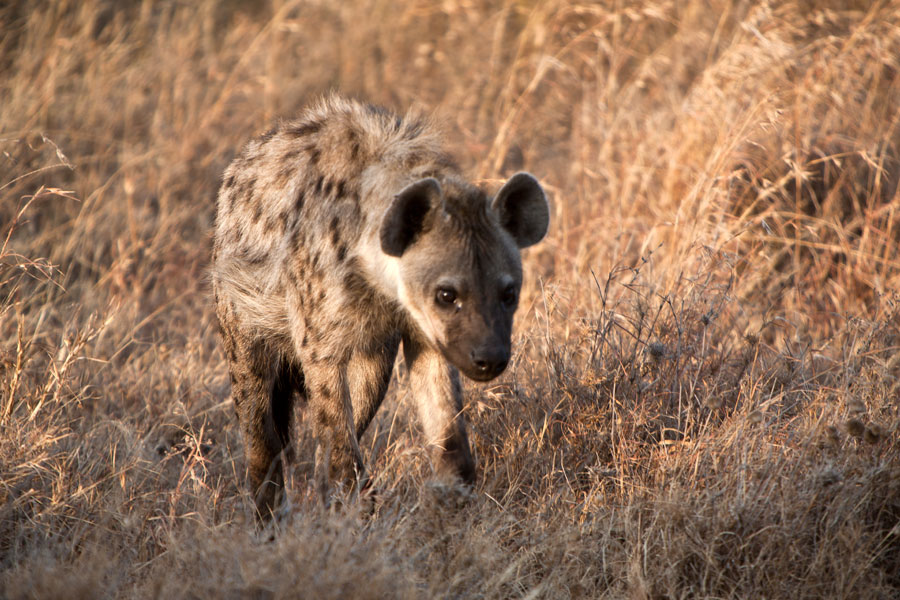 Hyena