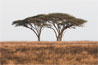 Serengeti plains