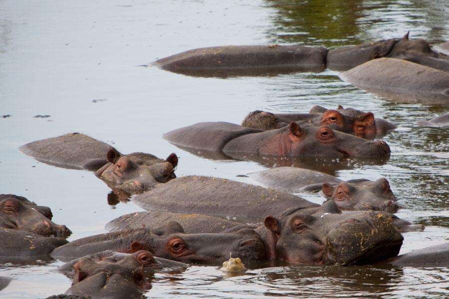 Hippo pool