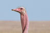 An ostrich - the weirdest bird