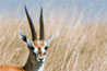 An antelope