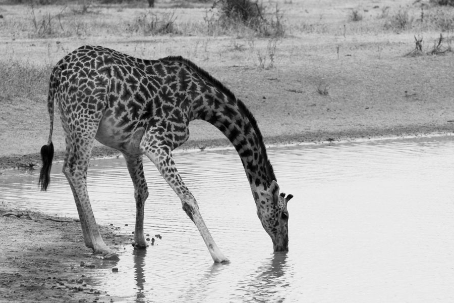 Drinking giraffe