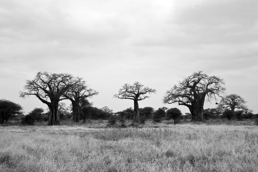 Baobab