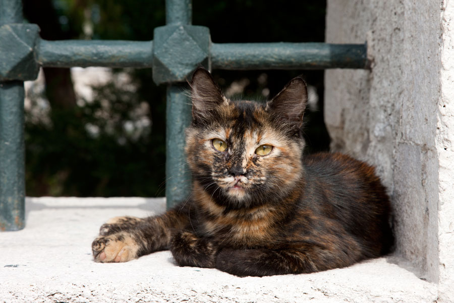 Kitty - Cats in Istanbul II