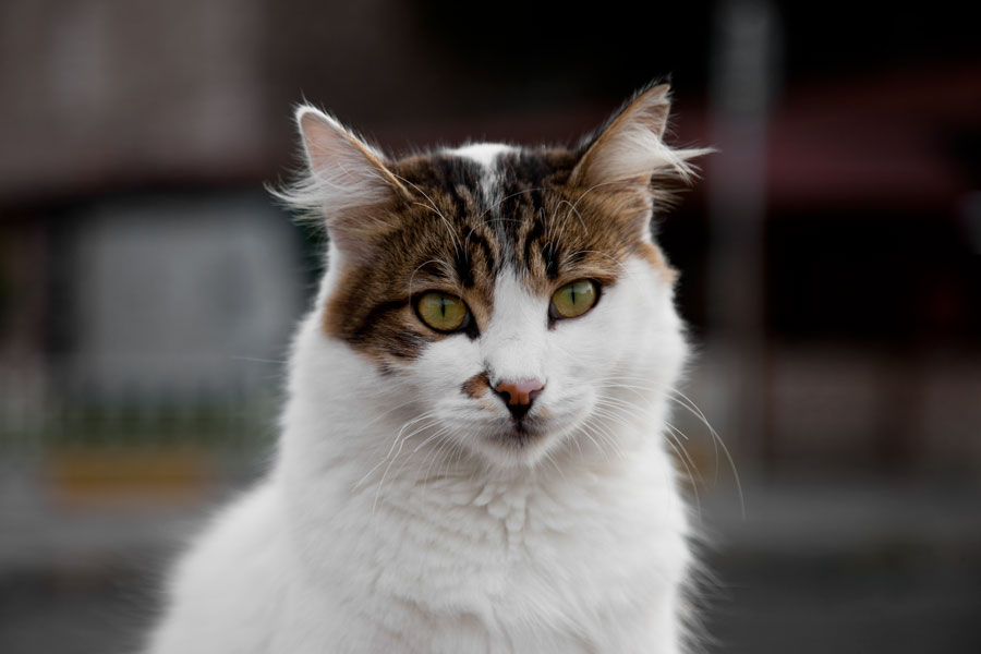 Kitty - Cats in Istanbul III