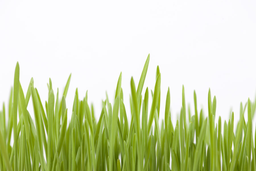 Green grass of kitty home