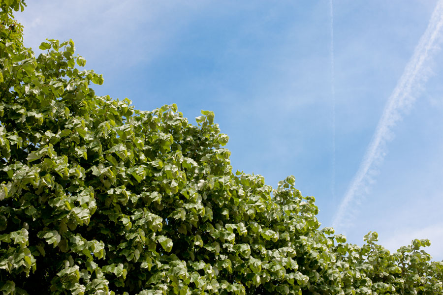 Springtime - Paris II