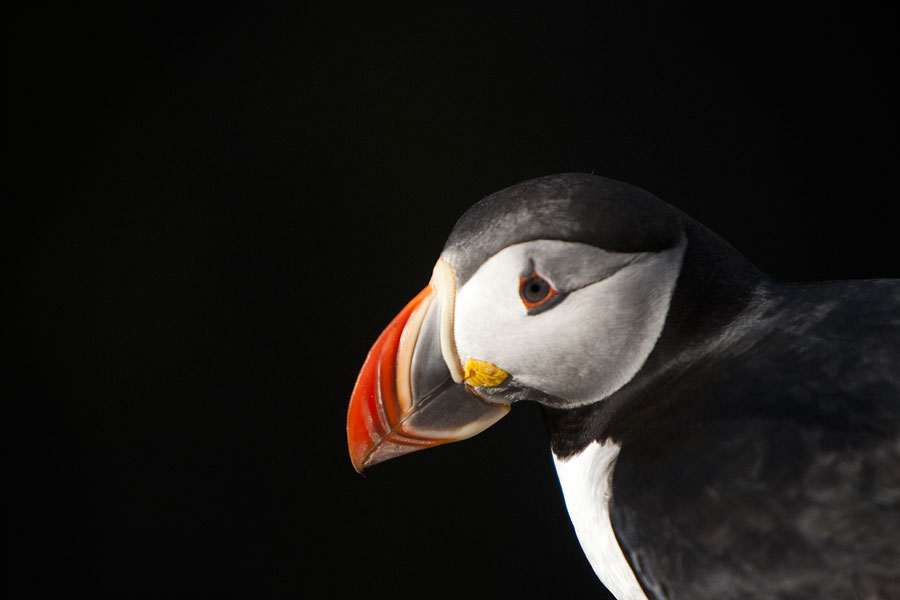 Iceland - Puffin