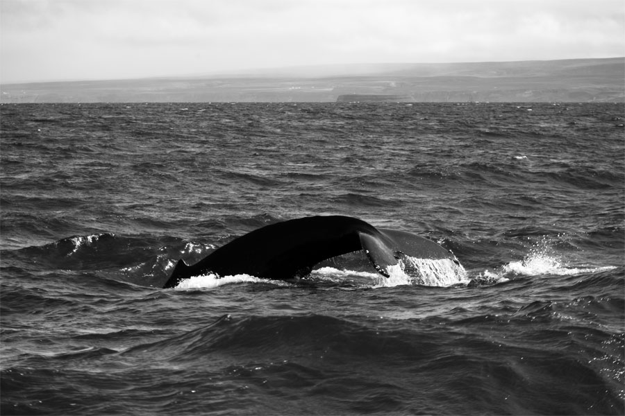 Iceland - Sperm whale