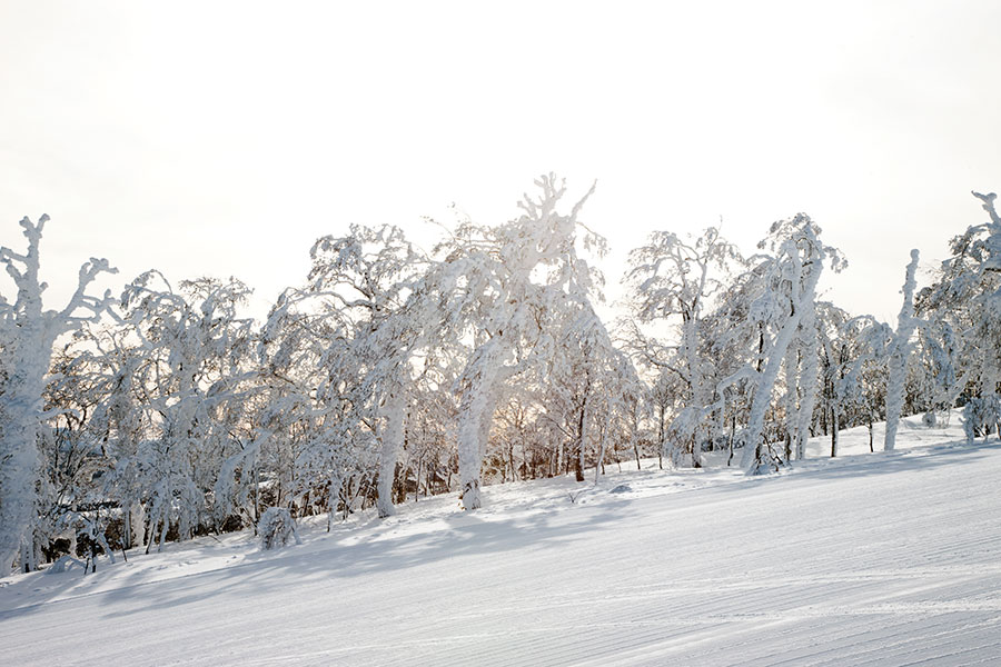 Japan - Rusutsu - snow monsters
