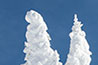 Canada - Revelstoke - Snow trees
