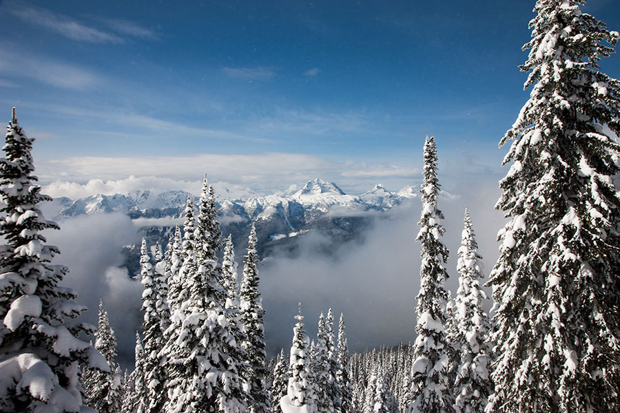 Canada - Revelstoke - Snow trees III