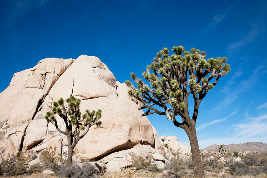 Joshua Tree - California