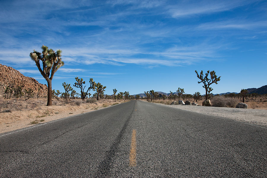 Joshua Tree II - California