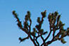 Joshua Tree II - California